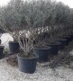 phillyrea angustifolia multistem 200-250 cm